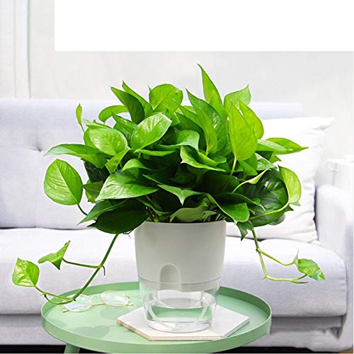 Jardinières auto-arrosantes Easy-Grow